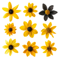 Bright black eyed susans arranged in a captivating top view display showcasing their unique features and vibrant, various black eyed susan single flower top view and with isolated on transparent background png
