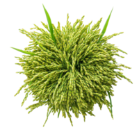 Top view of fresh paddy rice with green grains on a transparent background, highlighting agricultural abundance, Paddy rice top view on transparent background png