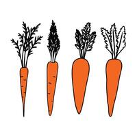 Set of ripe Carrot Icon bundle. vector