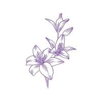 Lily Flower Outline Drawn Simple Flower vector