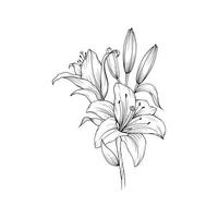 Lily Flower Outline Drawn Simple vector