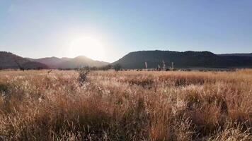 High Angle of Savannah Skyline at Rustenburg in North West South Africa.. Animals Grazing. video