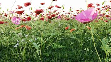 3D animation of meadow poppies and green grass video