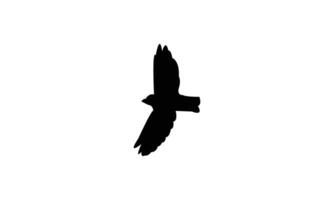 Flying Snowfinch Bird Silhouette Design And Illustration. vector