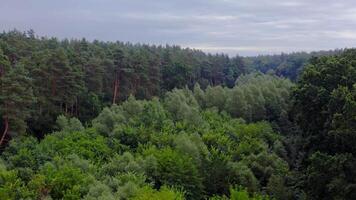 Beautiful forest. Flying over the tops of mixed trees in summer. Green nature background. Tranquil atmosphere in woodland. Aerial view. video
