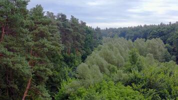 Green natural background. Flying over a beautiful green forest in summer. Woodland with mixed trees of different sizes. Aerial view. video