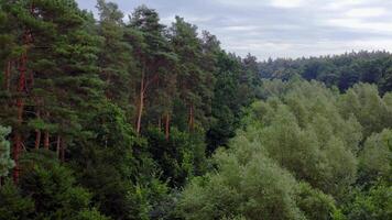 Nature background. Tall and short trees in the forest. Flight among the mixed trees in woodland. Beautiful tranquil scenery of summer wood. video