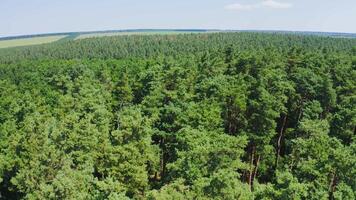 Forest seamless pattern. View from above. Aerial view from dron on wood or forest with green trees. video
