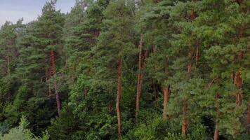 Green forest. Pine trees in woodland. Trees pattern. Wonderful green forest of tall conifers in summer. video