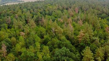 Beautiful woodland. Flight over the tops of green trees. Forest in summer. Aerial view. Motion camera forward. video
