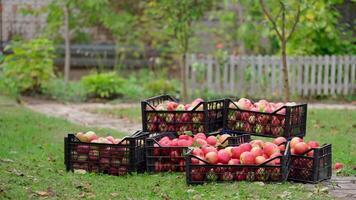 Stack of drawers with apples. Man taking off apple boxes full of fresh fruits in the garden. Organic apples in drawers in autumn time. video