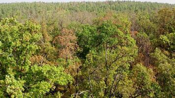 Old trees in the forest. Green and leafless trees in summer. Nature scenery of woodland in a sunny day. Low drone flight over the trees. video