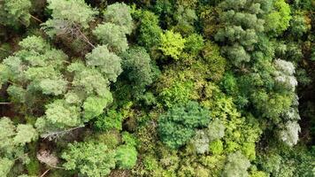 Mixed trees in the forest. Flying over the top trees of the forest. Green nature background in summer. Top aerial view. video