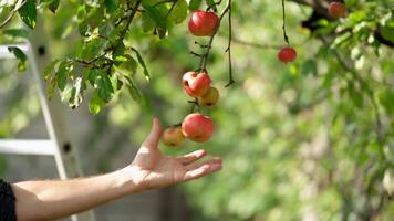 Man's hand tears apples from tree. Farmer plucking ripe fruit from apple tree. Red apples on a branch in a garden. Growing organic fruit. video