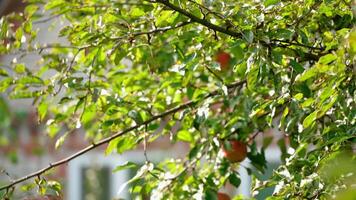 Farmer harvests apples. Male's hand pluck apples from the tree in the countryside. Apple tree in the garden and a hand tearing down ripe fruits. video