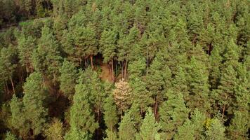 Pine trees background. Green forest of coniferous trees. Beautiful landscape of nature in sunny day. Aerial view. video