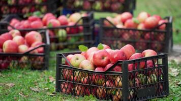 Man puts drawer with apples on ground. Many drawers with harvest of organic apples in the garden. Harvesting fruit in early autumn. video
