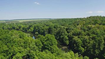 Autumn trees from above. Colorful background of autumn wood at sunlight. Beautiful scenery of green and yellow top trees in early autumn. video