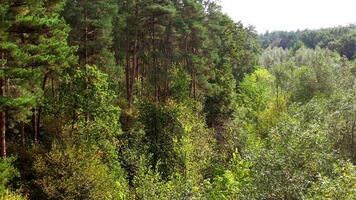 Beautiful forest in summer. The wind waving the tops of trees. Green woodland of tall pine trees and mixed short trees. video