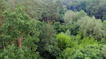 Fresh landscape of woodland. Beautiful forest with tall pine trees and mixed green trees in summer. Aerial view. Slow motion. video