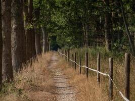 A path that is lined with trees and a fence photo