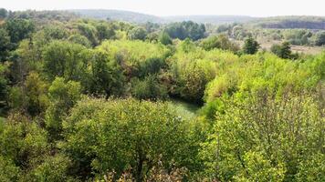 Amazing scenery environment. Green trees and meadow. Nature background in summer. Tranquil atmosphere of fresh landscape. Aerial view. video