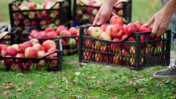 Apples harvest in the garden. Delicious fruits in drawers on the grass. Man puts the drawer with red apples on the background of natural products in autumn. video