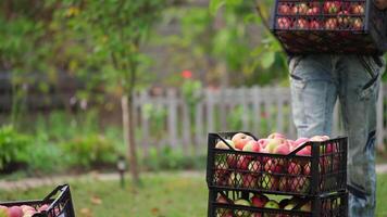 Man carries apples in plastic boxes. Stack of drawers with harvest of apples. Farmer puts drawers with fresh fruits one on one in the garden. video