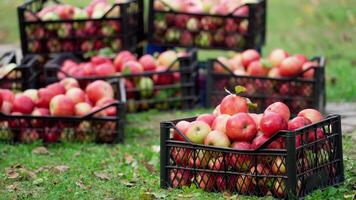 Fresh organic apples in drawers. Man lifting up the box full of juicy apples from the ground. Autumn background of natural products in the garden. video