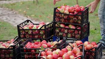 Piles of drawers with fresh apples in the garden. Farmer brings a drawer with organic fruits. Background of juicy red apples in black boxes. video