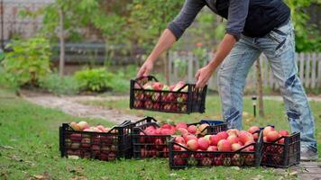 Harvesting apples in the countryside. Man puts drawers with fresh fruits making a heap. Organic apples in plastic boxes in the garden. video