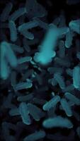 Close up, microscopic view of infectious bacteria cells flowing towards the camera. Ideal for projects related to microbiology, healthcare and science. Full HD and looping vertical medical background. video