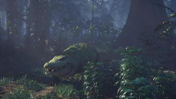 Crocodile resting in the dense rainforest under soft light video