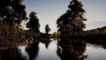 Crocodile resting by the calm waters in a lush river environment video