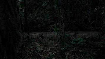 Dense forest under dark night sky with faint road visible