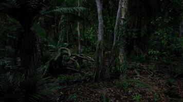 denso tropical bosque debajo el pabellón a noche con vago arboles y follaje video