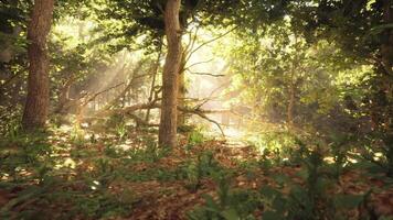 Sunlight filters through lush trees in a serene forest during the day video