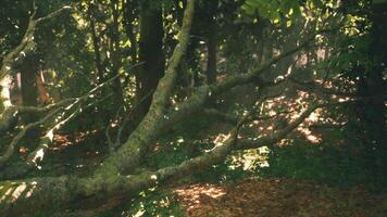 A fallen tree branch covered in moss in a serene forest during daylight video