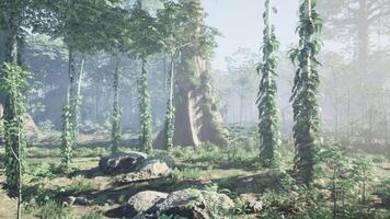 Dense Forest With Trees and Rocks video