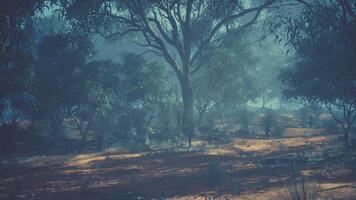 Whispers in the Mist, Enigmatic Serenity of a Fog-veiled Eucalyptus Grove video