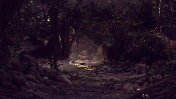 Dense Forest With Rocks and Trees video
