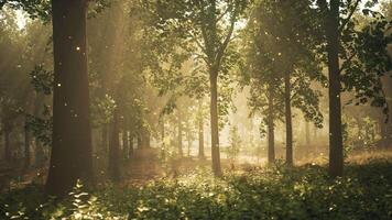 A forest filled with lots of trees and grass video