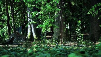 A forest filled with lots of green trees video