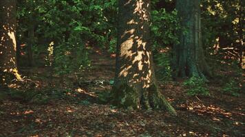 A group of trees that are in the woods video