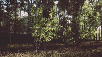 Group of Trees Standing in Grass video