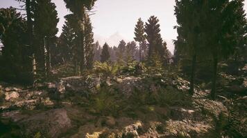 Exploring a tranquil forest landscape in Denmark during early morning light video