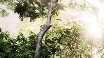 Sunlight Filtering Through Dense Jungle Foliage video