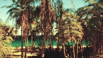 A beach with palm trees and the ocean in the background video