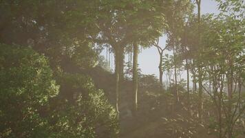 Dense Green Forest, A Lush Jungle Filled With Towering Trees video