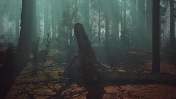 Majestic Sequoia Tree Stands Tall Amidst Dense Forest video